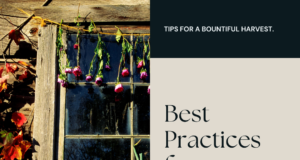 Best practices for autumn harvest