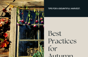 Best practices for autumn harvest