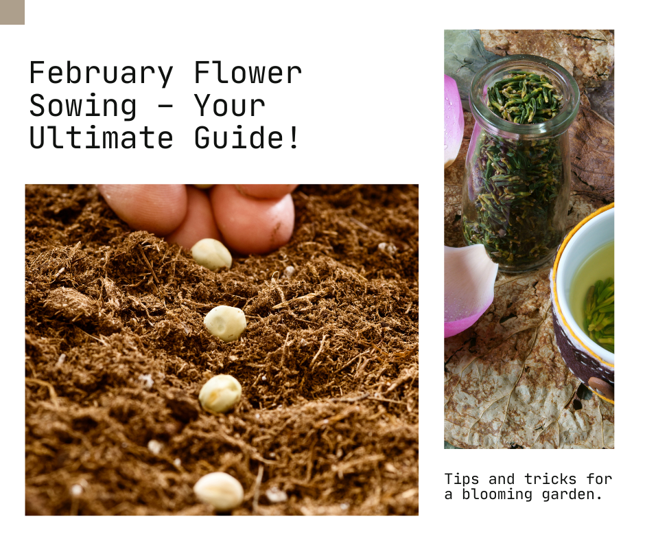 What to plant in February garden
