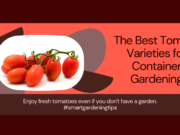 Best container tomato types