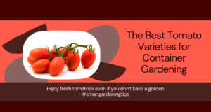 Best container tomato types