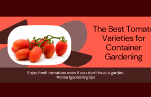 Best container tomato types