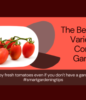 Best container tomato types