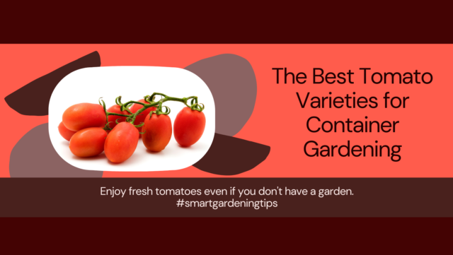 Best container tomato types