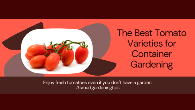 Best container tomato types