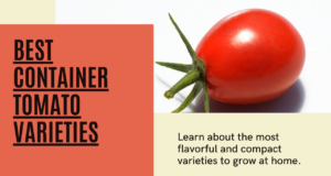 Best container tomato varieties