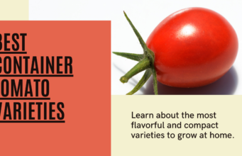 Best container tomato varieties