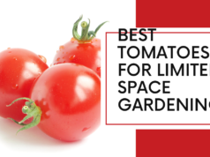 Best tomatoes for limited space gardening