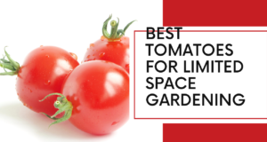 Best tomatoes for limited space gardening