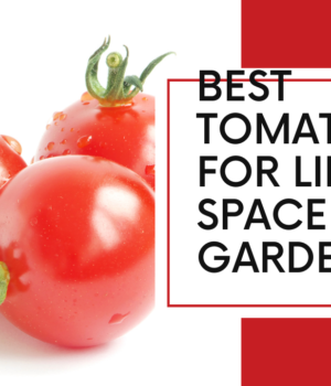 Best tomatoes for limited space gardening