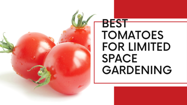 Best tomatoes for limited space gardening