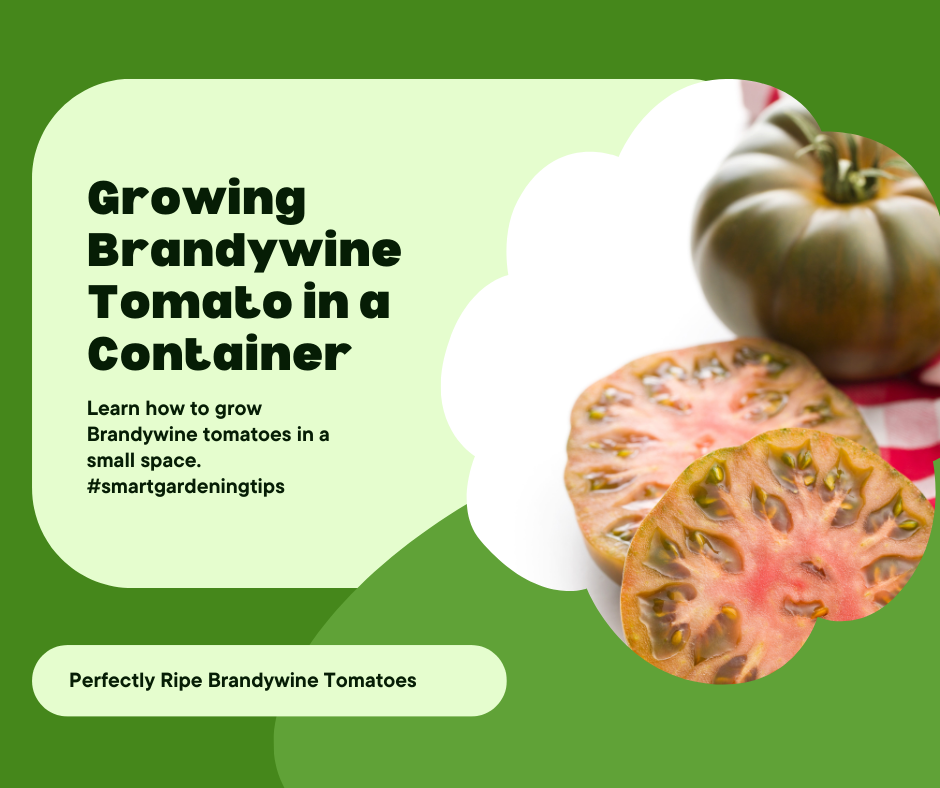 Recommended container tomato breeds
