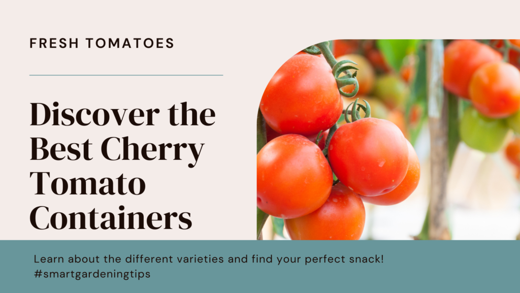 Best container tomato types
