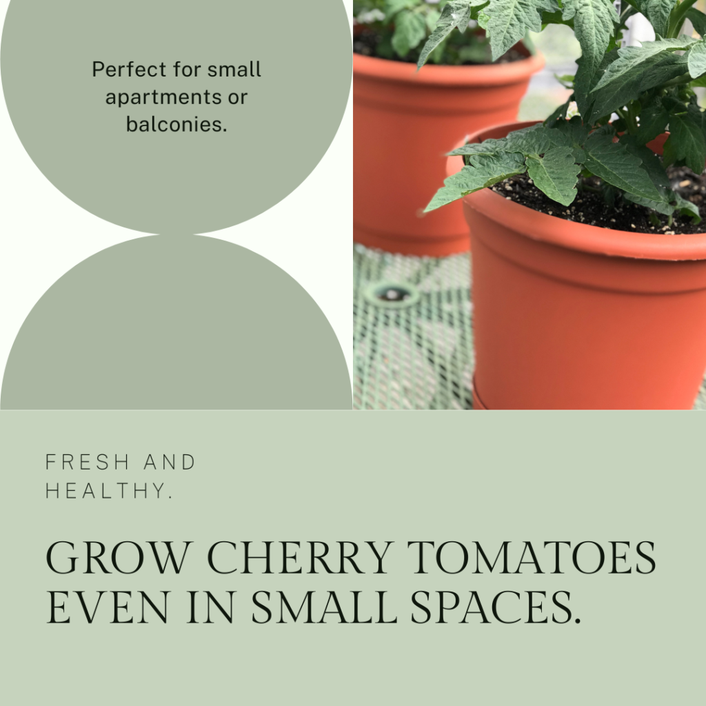 Top tomato plants for small spaces
