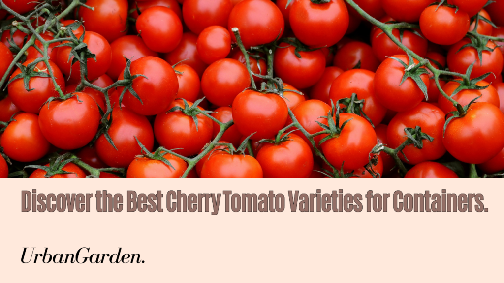 Best container tomato varieties
