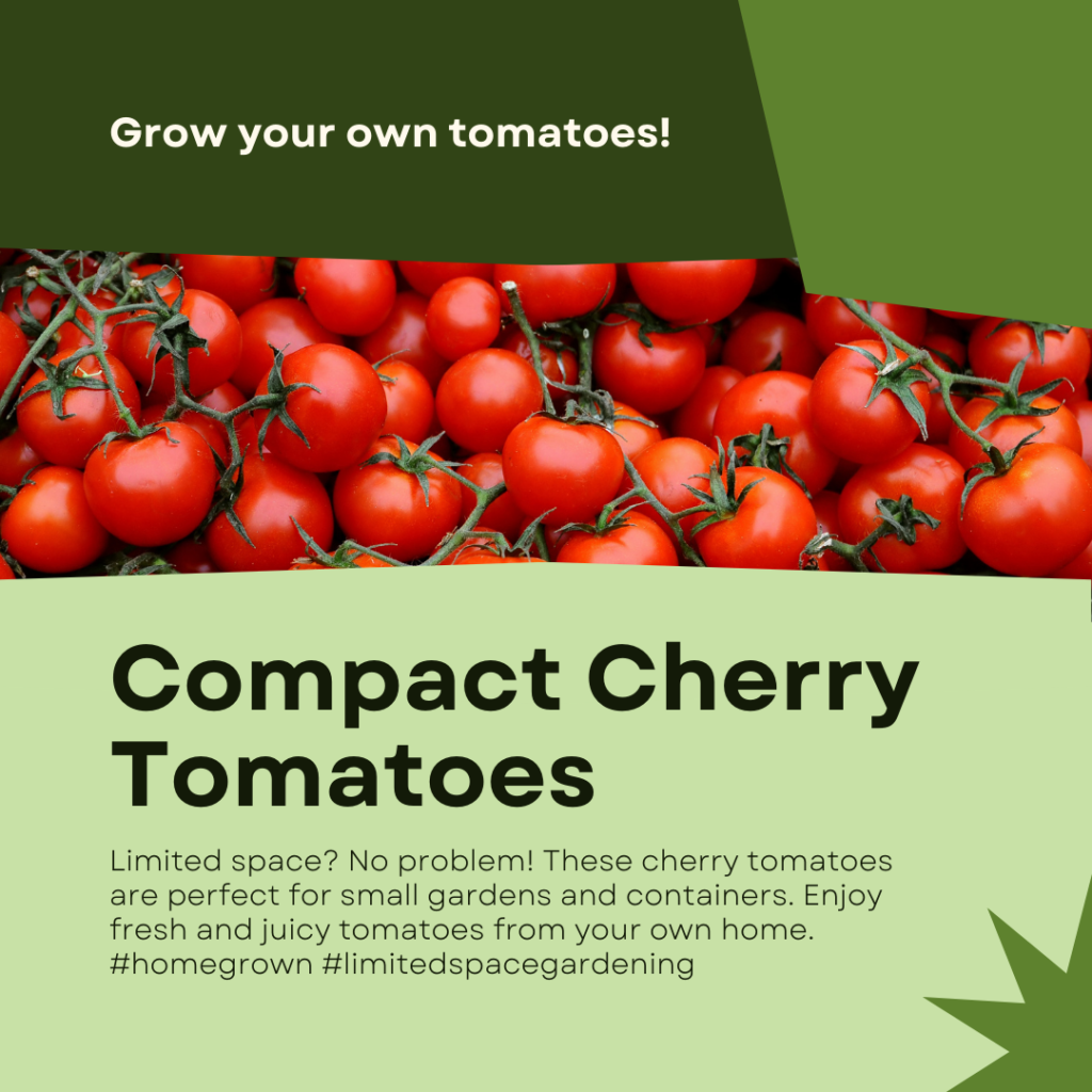 Best tomatoes for limited space gardening
