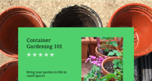 Container gardening for beginners