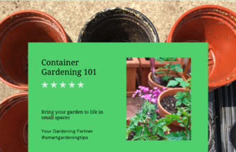 Container gardening for beginners