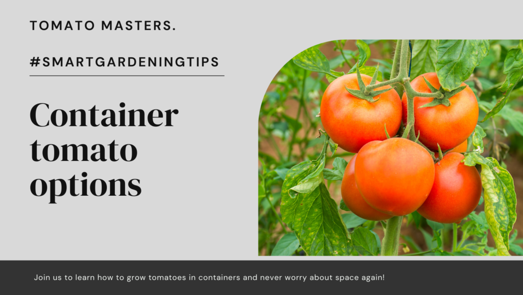 Container tomato options
