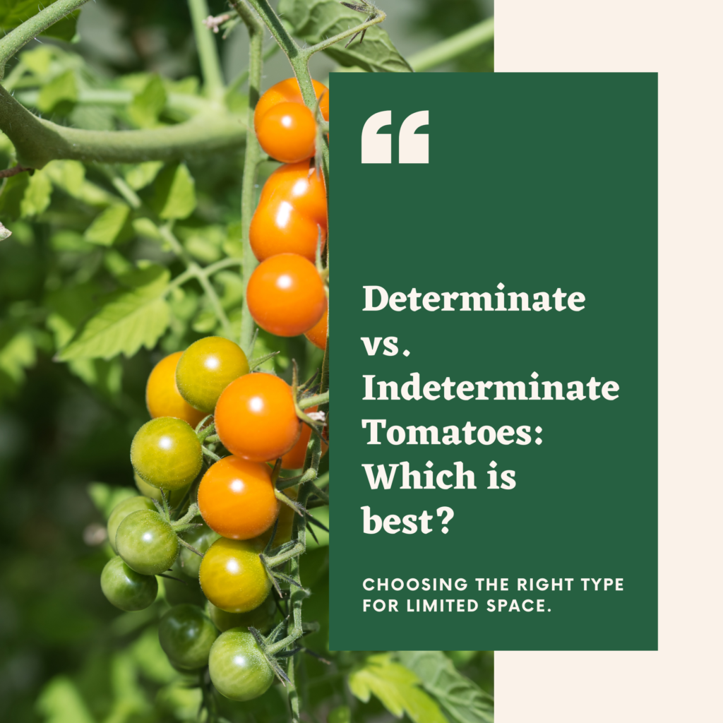 Best tomatoes for limited space gardening
