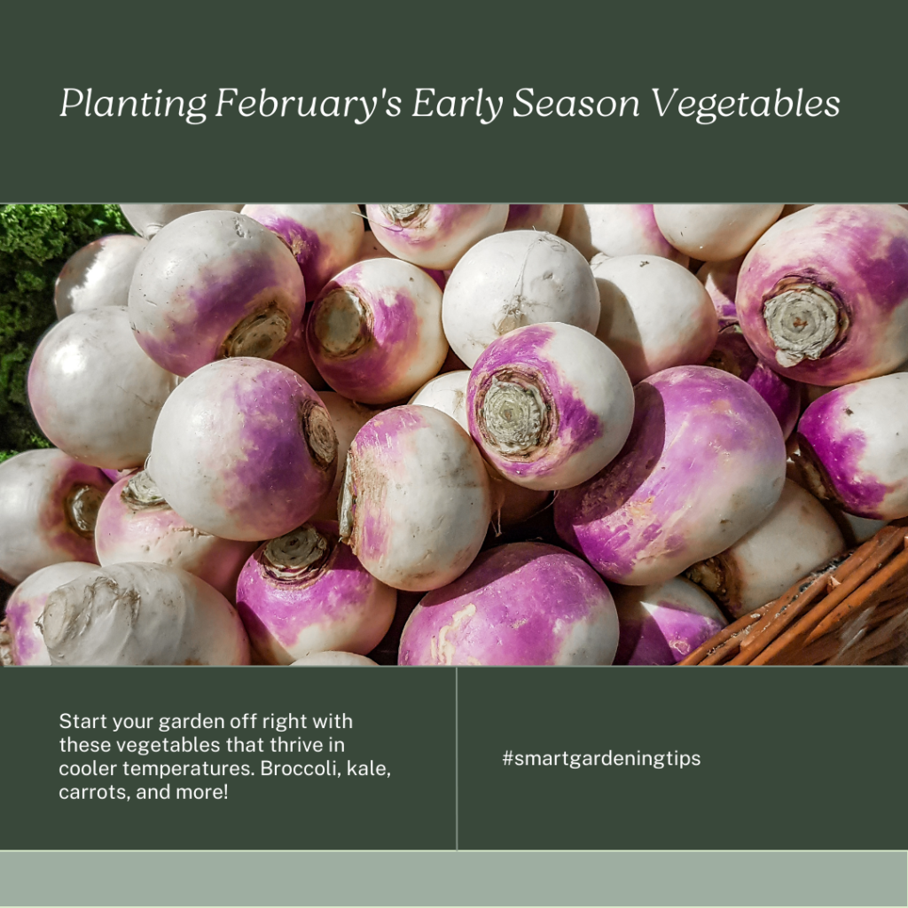 What to plant in February garden
