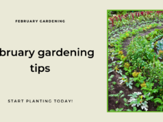 February gardening tips