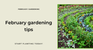 February gardening tips