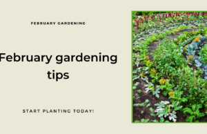 February gardening tips