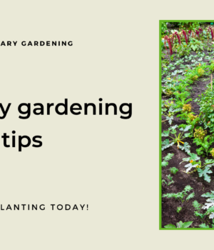 February gardening tips
