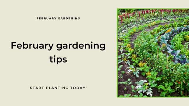 February gardening tips