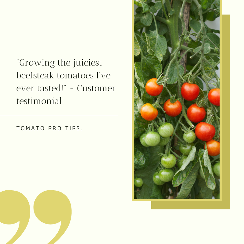 Container-friendly tomato varieties
