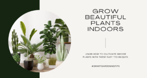 Indoor plant cultivation techniques