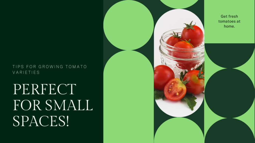 Best container tomato varieties
