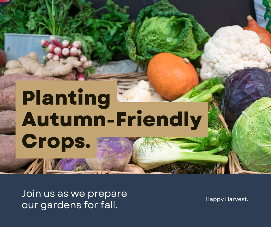 Autumn gardening tips
