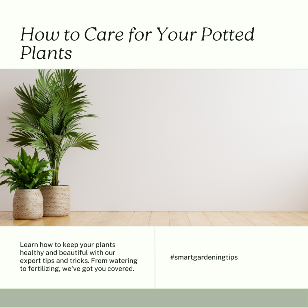 Potted plant care tips
