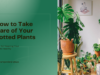 Potted plant care tips