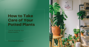 Potted plant care tips