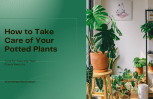 Potted plant care tips