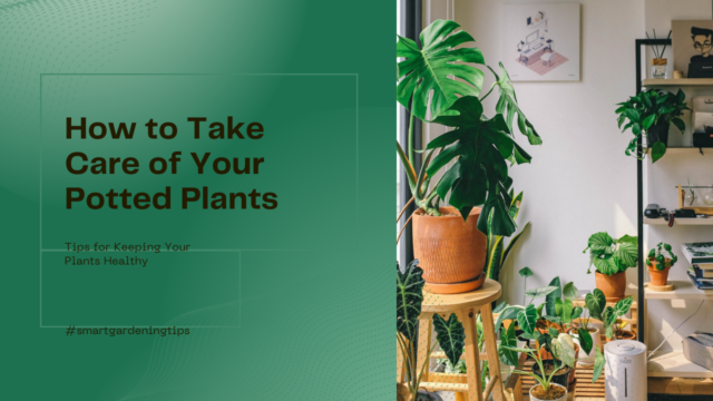 Potted plant care tips