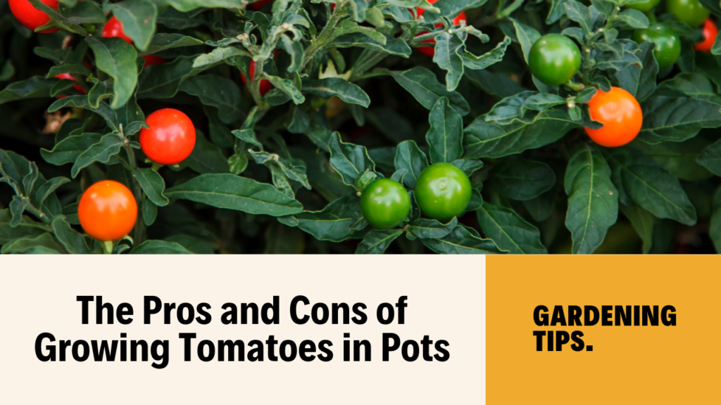 Ideal tomato plants for pots
