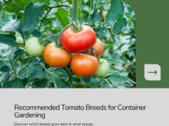 Recommended container tomato breeds