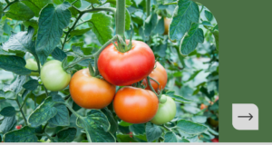 Recommended container tomato breeds