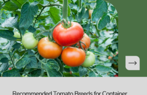 Recommended container tomato breeds