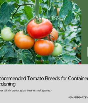 Recommended container tomato breeds