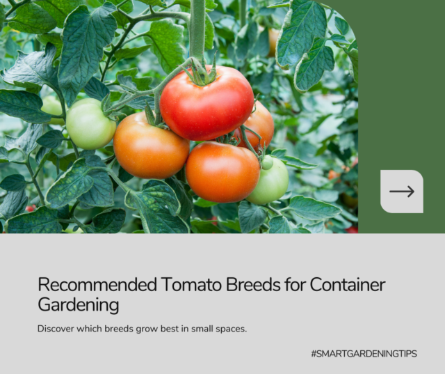 Recommended container tomato breeds