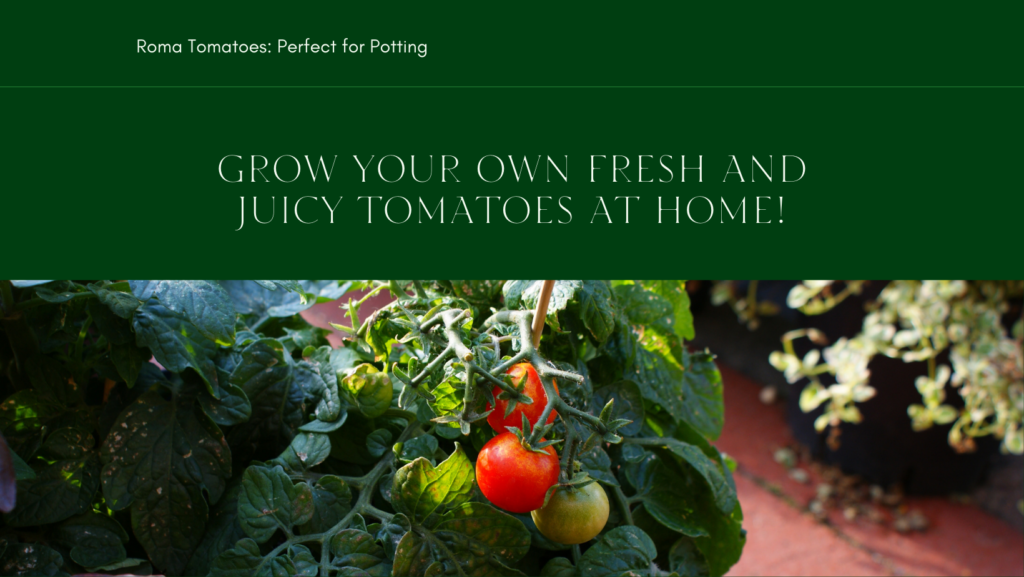 Ideal tomato plants for pots
