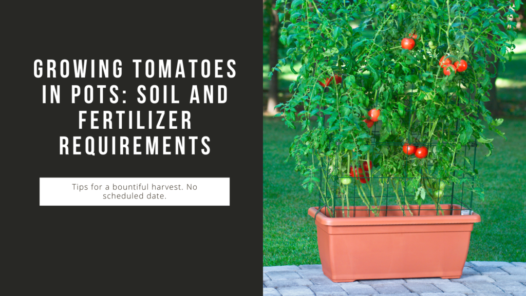 Top compact tomato plants for pots

