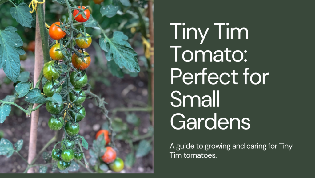 Best container tomato varieties
