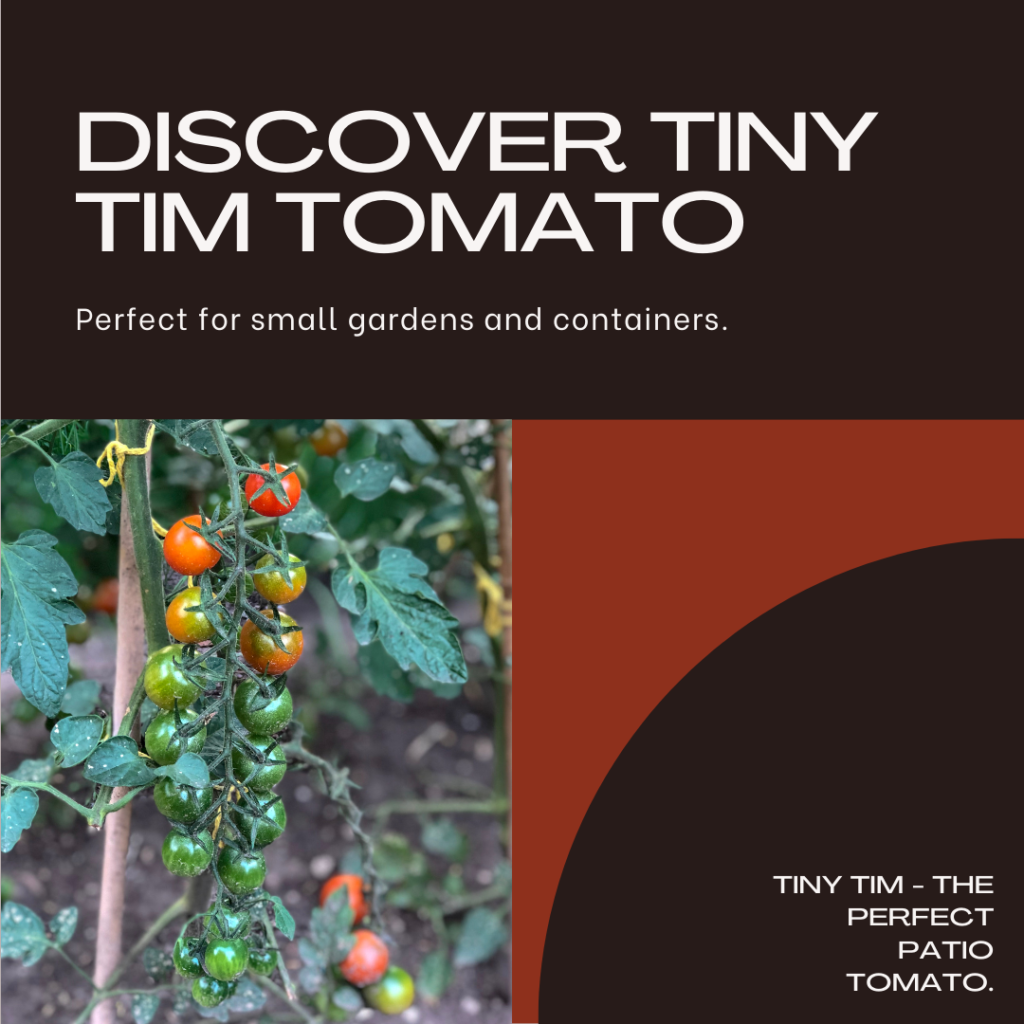 Top compact tomato plants for pots
