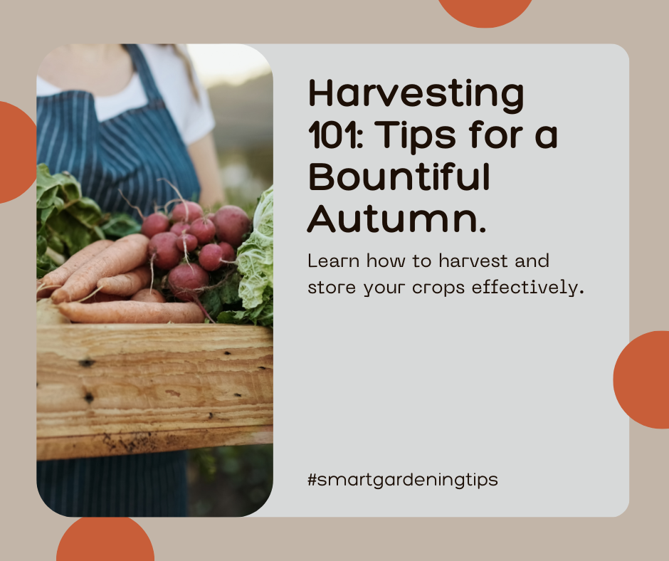 Autumn harvesting advice
